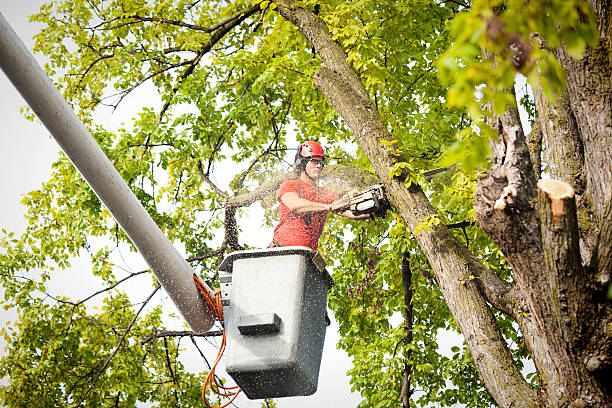 How Our Tree Care Process Works  in  Huntington, IN